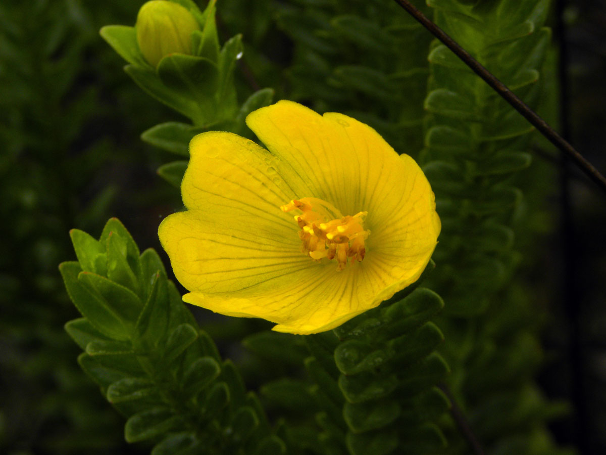 Melastomataceae Lavoisiera itambana