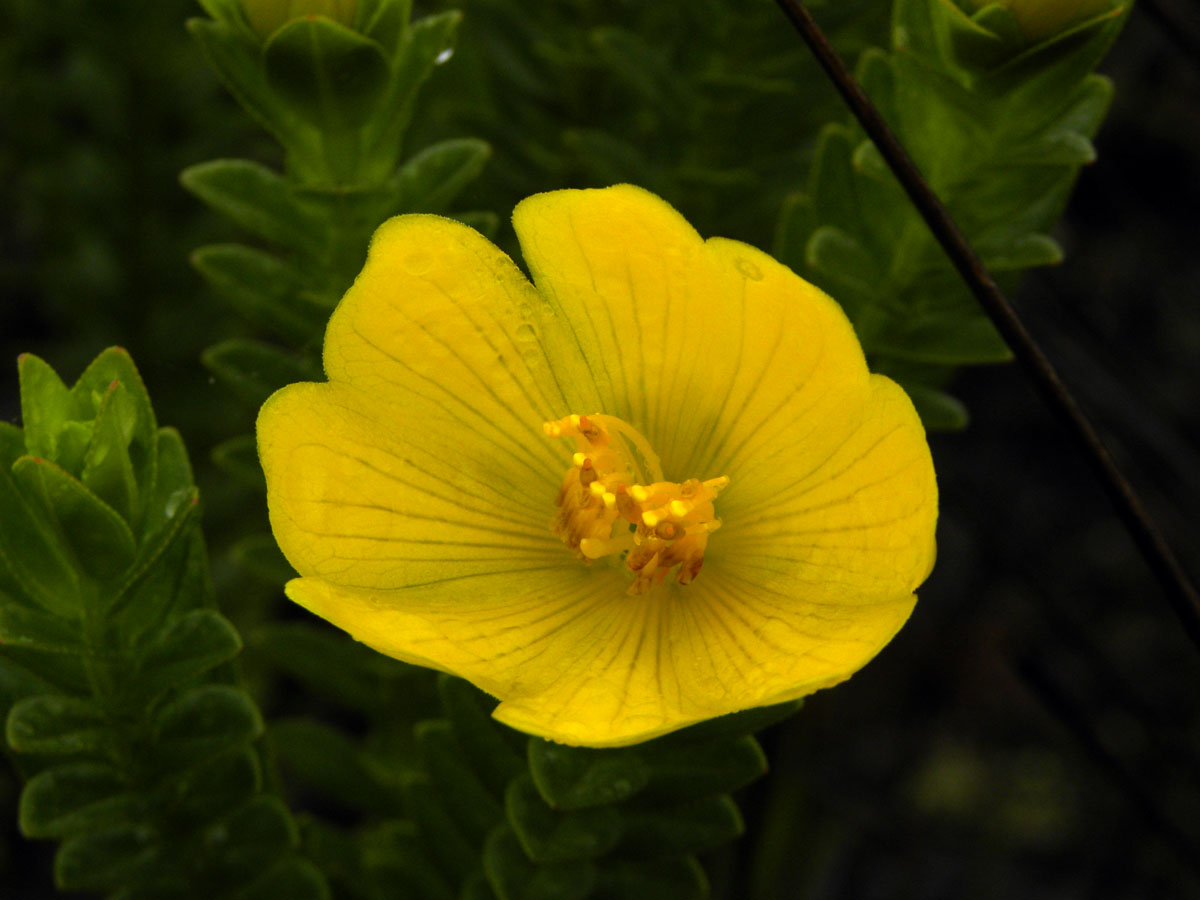 Melastomataceae Lavoisiera itambana