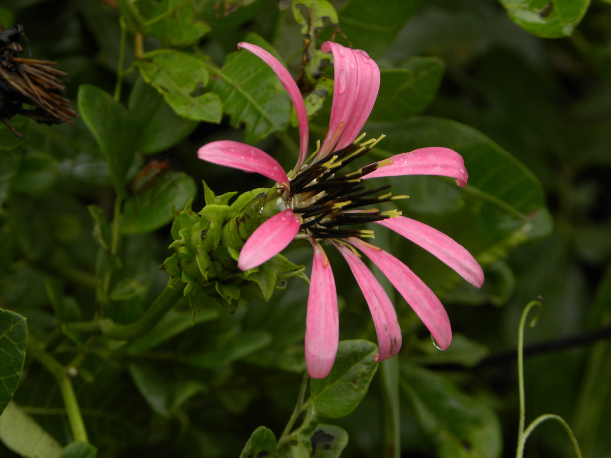 Asteraceae Mutisia speciosa