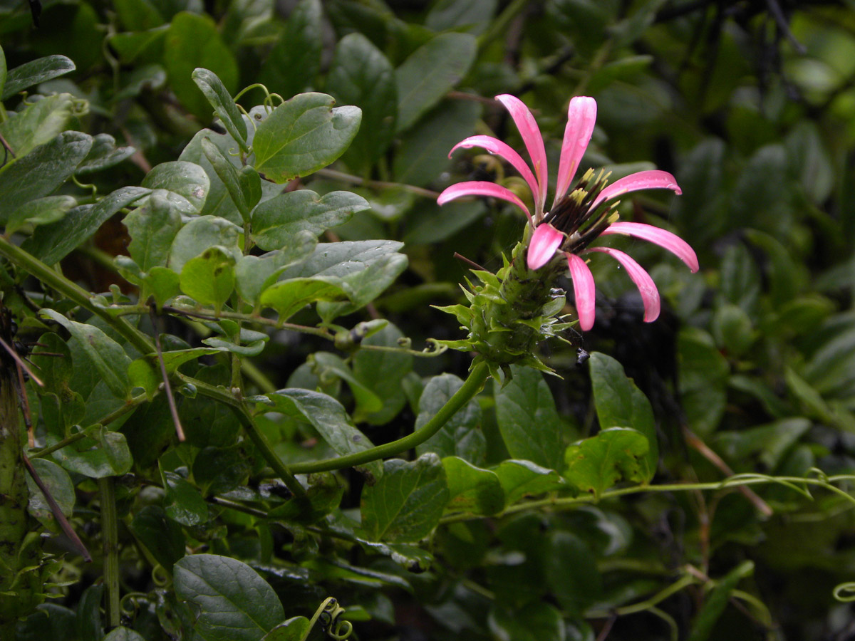 Asteraceae Mutisia speciosa