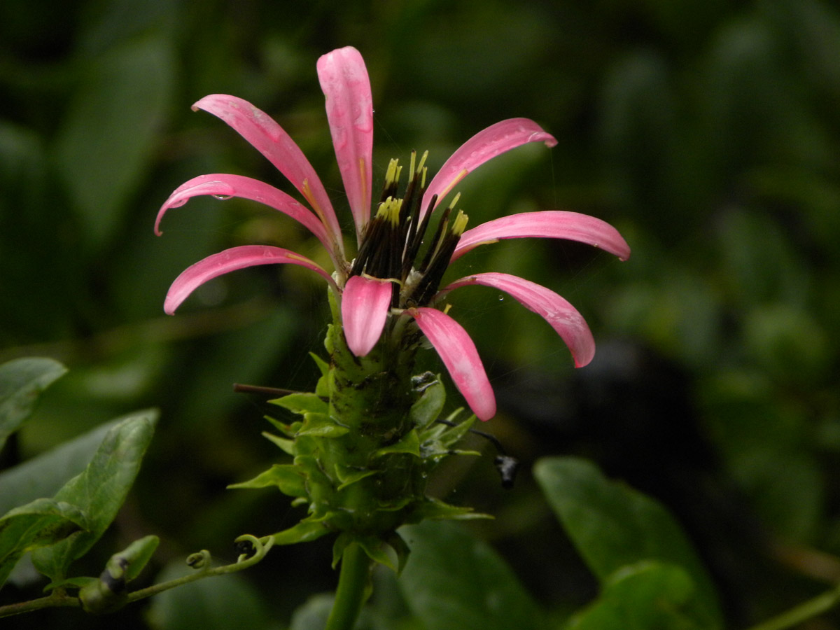 Asteraceae Mutisia speciosa