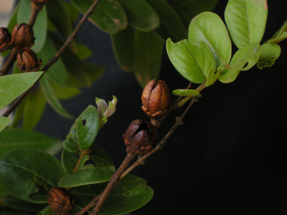 Vochysiaceae Callisthene major