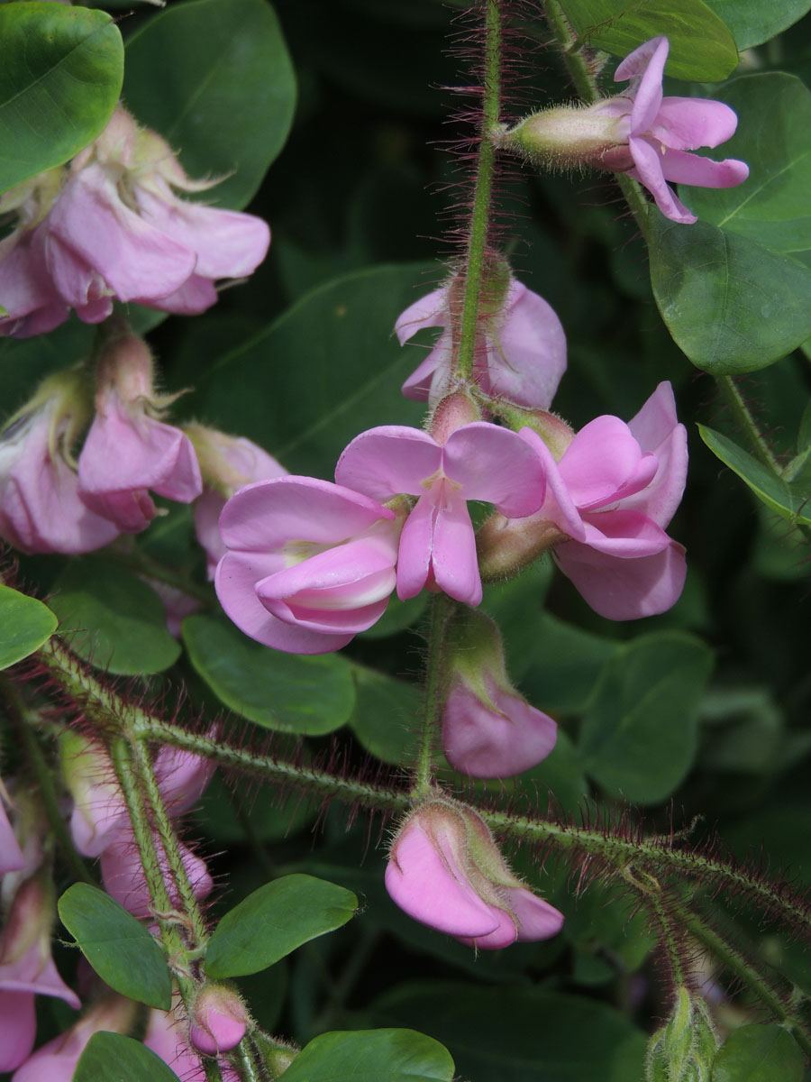 Fabaceae Robinia hispida