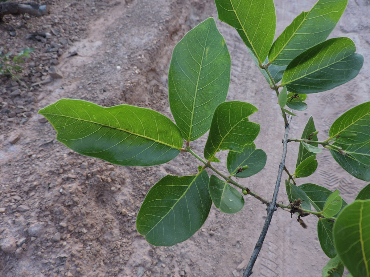 Vochysiaceae Callisthene  fasciculata