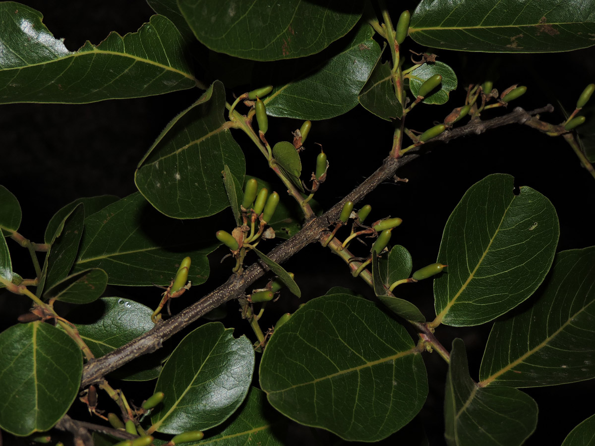 Vochysiaceae Callisthene fasciculata