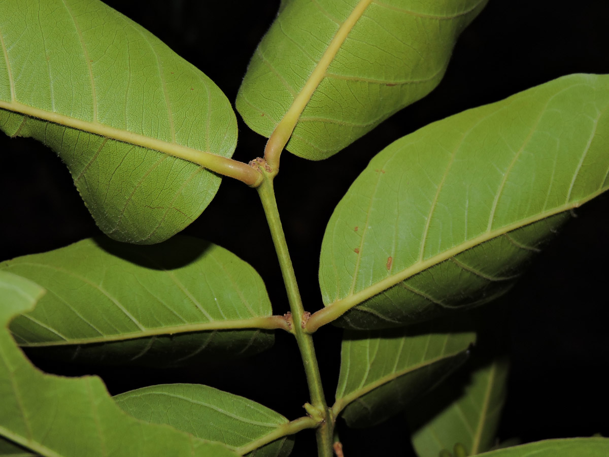 Vochysiaceae Callisthene fasciculata