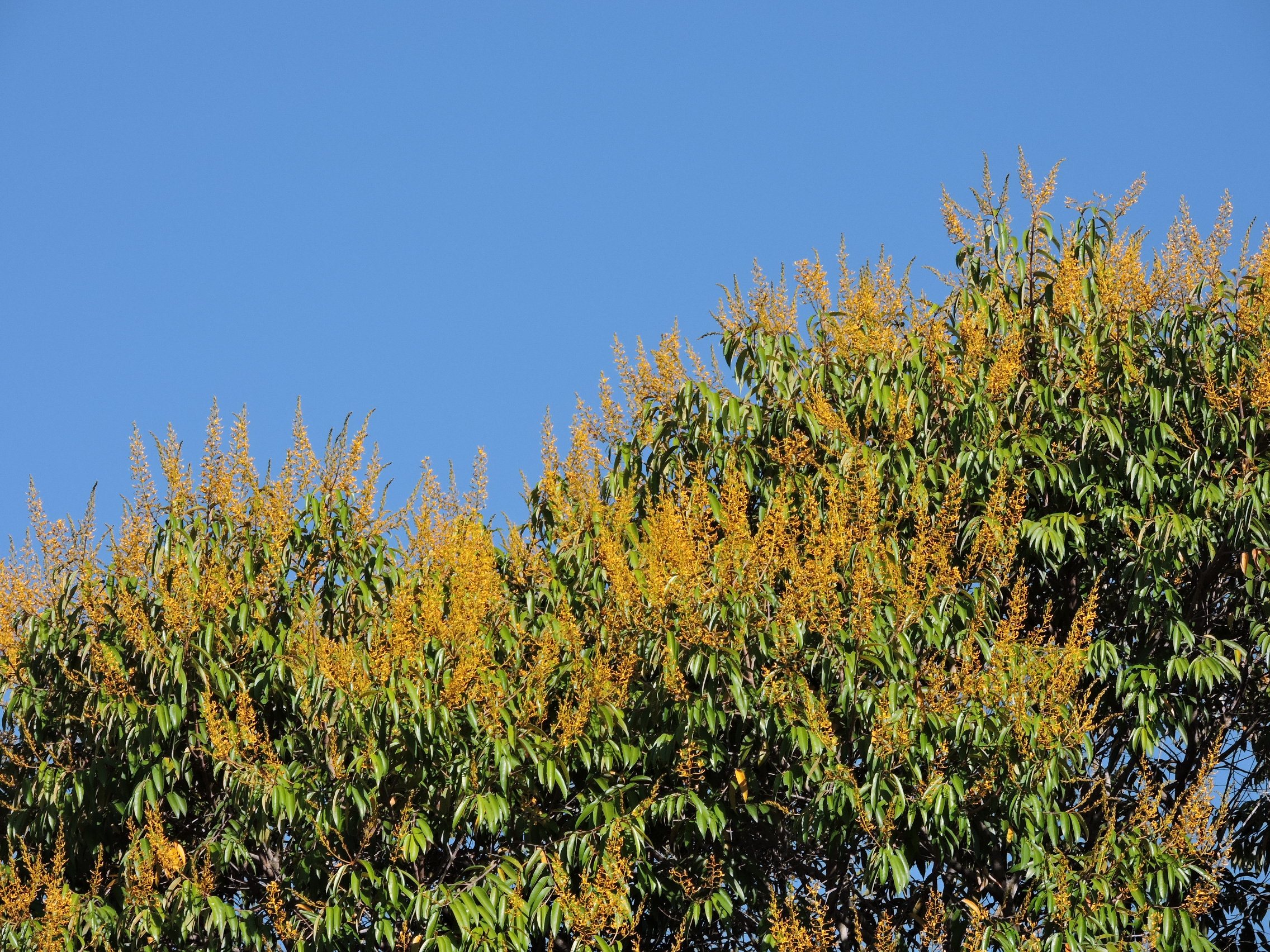 Vochysiaceae Vochysia pyramidalis