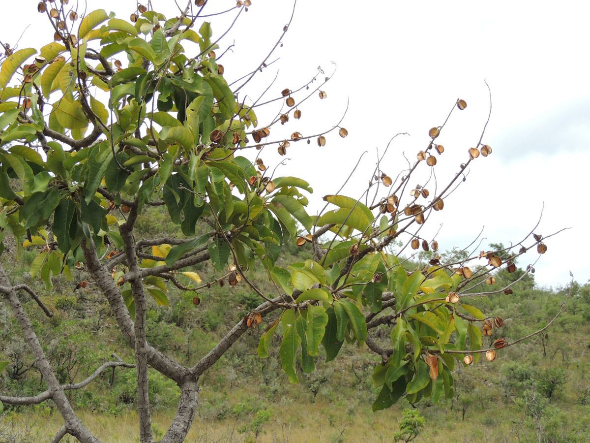 Vochysiaceae Vochysia rufa