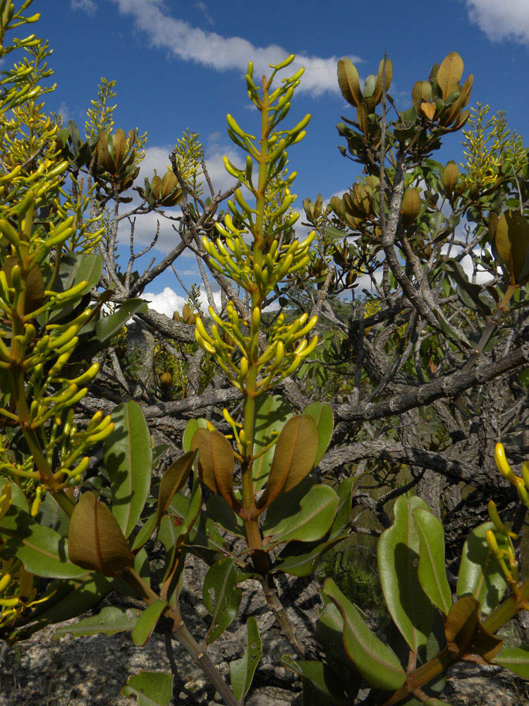 Vochysiaceae Vochysia discolor