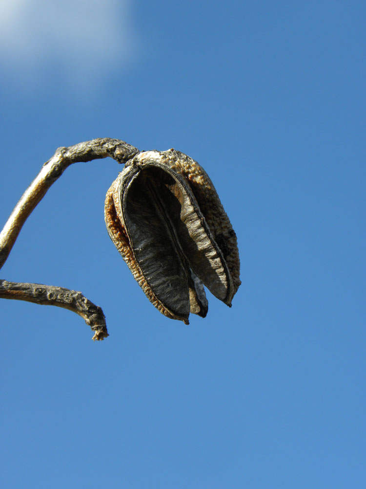 Vochysiaceae Vochysia discolor