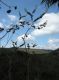 image of Vochysia rotundifolia