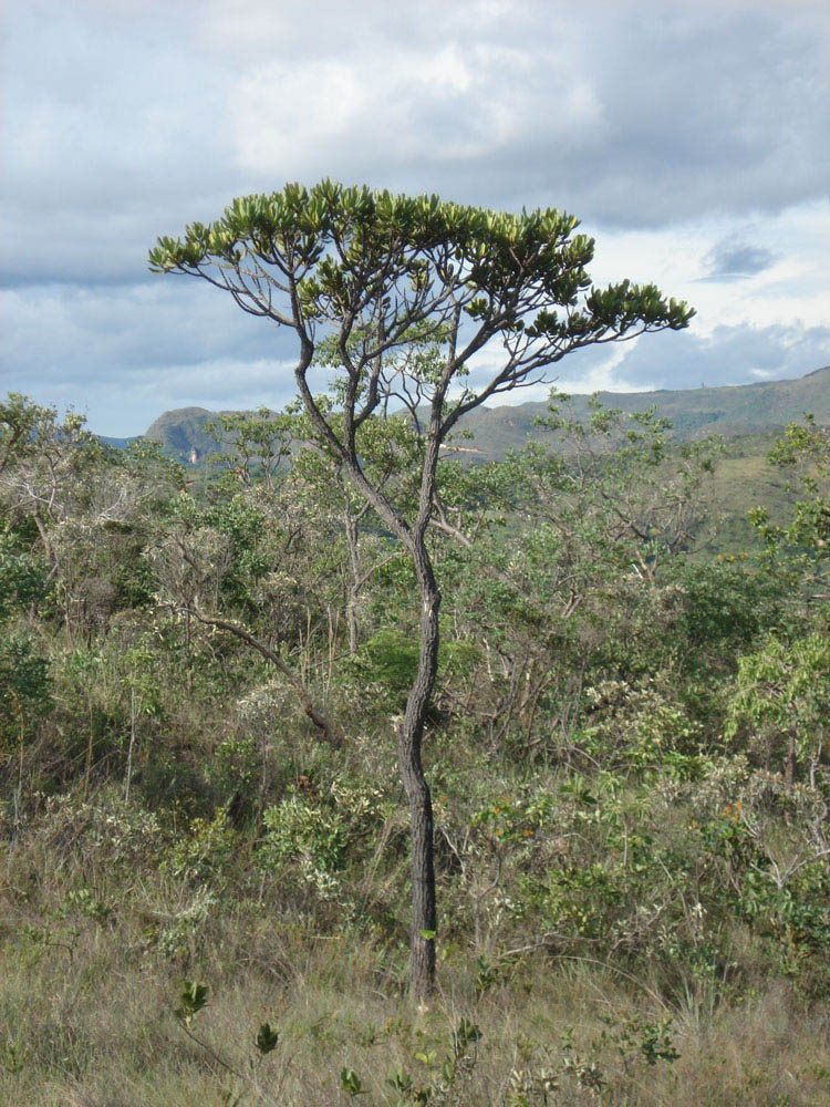 Vochysiaceae Vochysia thyrsoidea