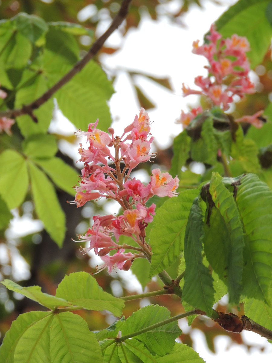 Hippocastanaceae Aesculus 