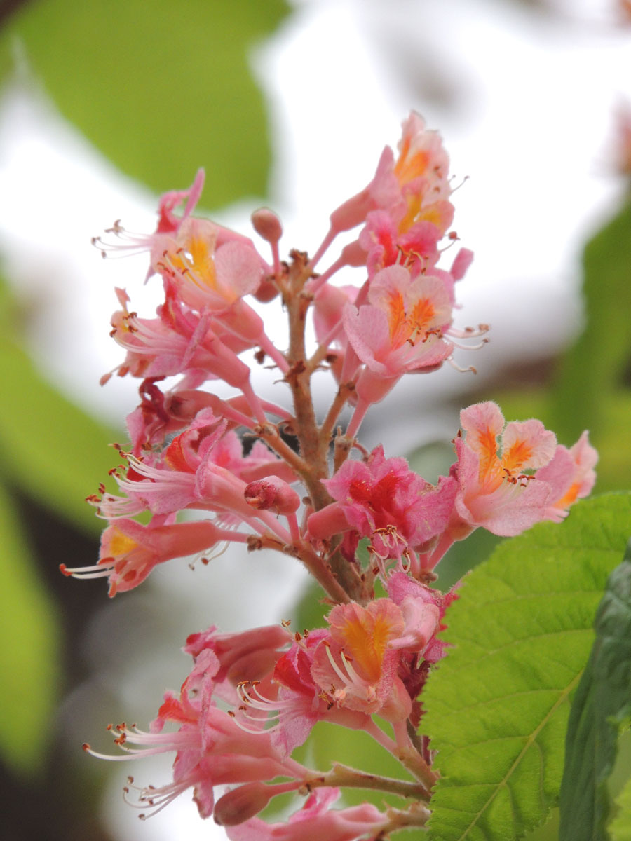 Hippocastanaceae Aesculus 