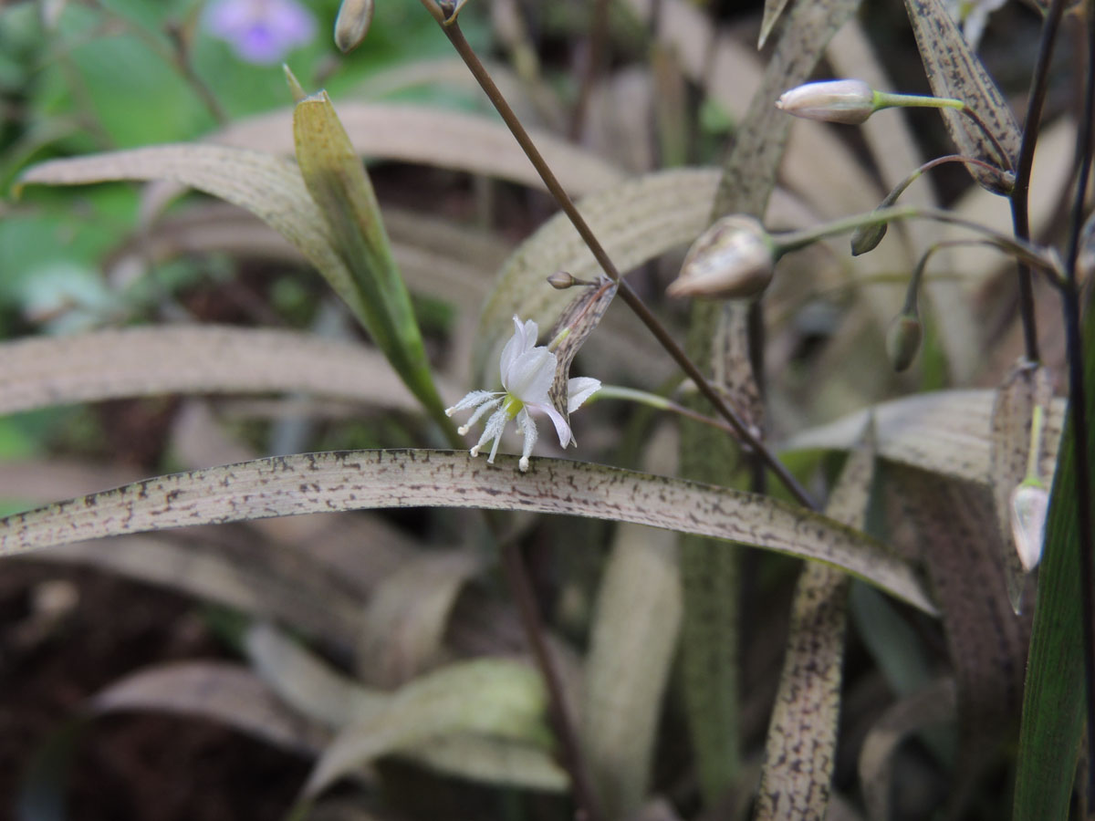 Asparagaceae Arthropodium candidum