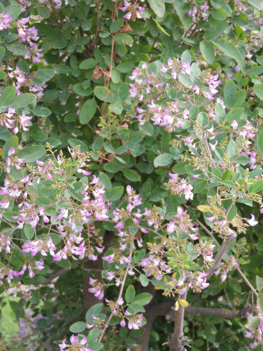 Fabaceae Campylotropis macrocarpa