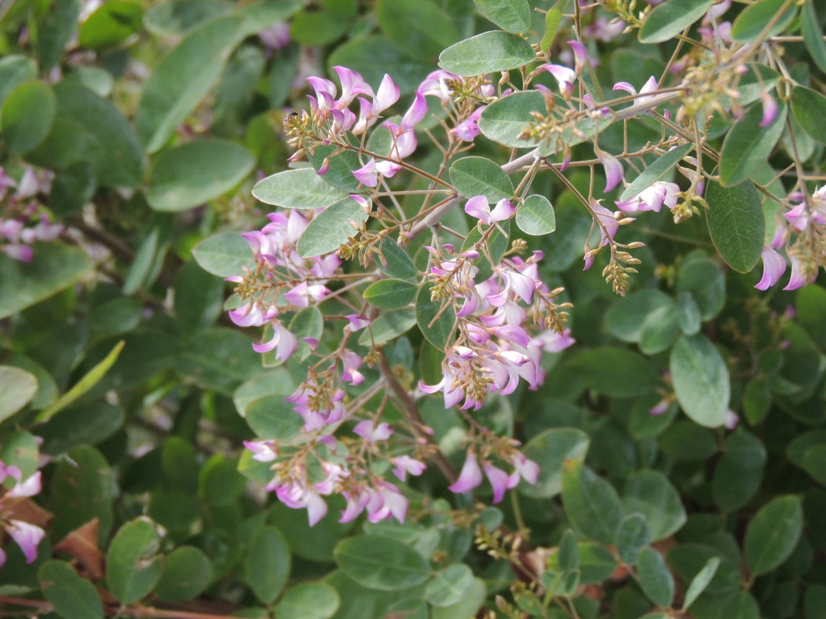 Fabaceae Campylotropis macrocarpa