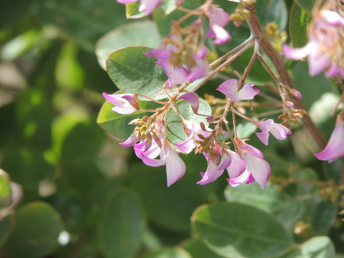 Fabaceae Campylotropis macrocarpa