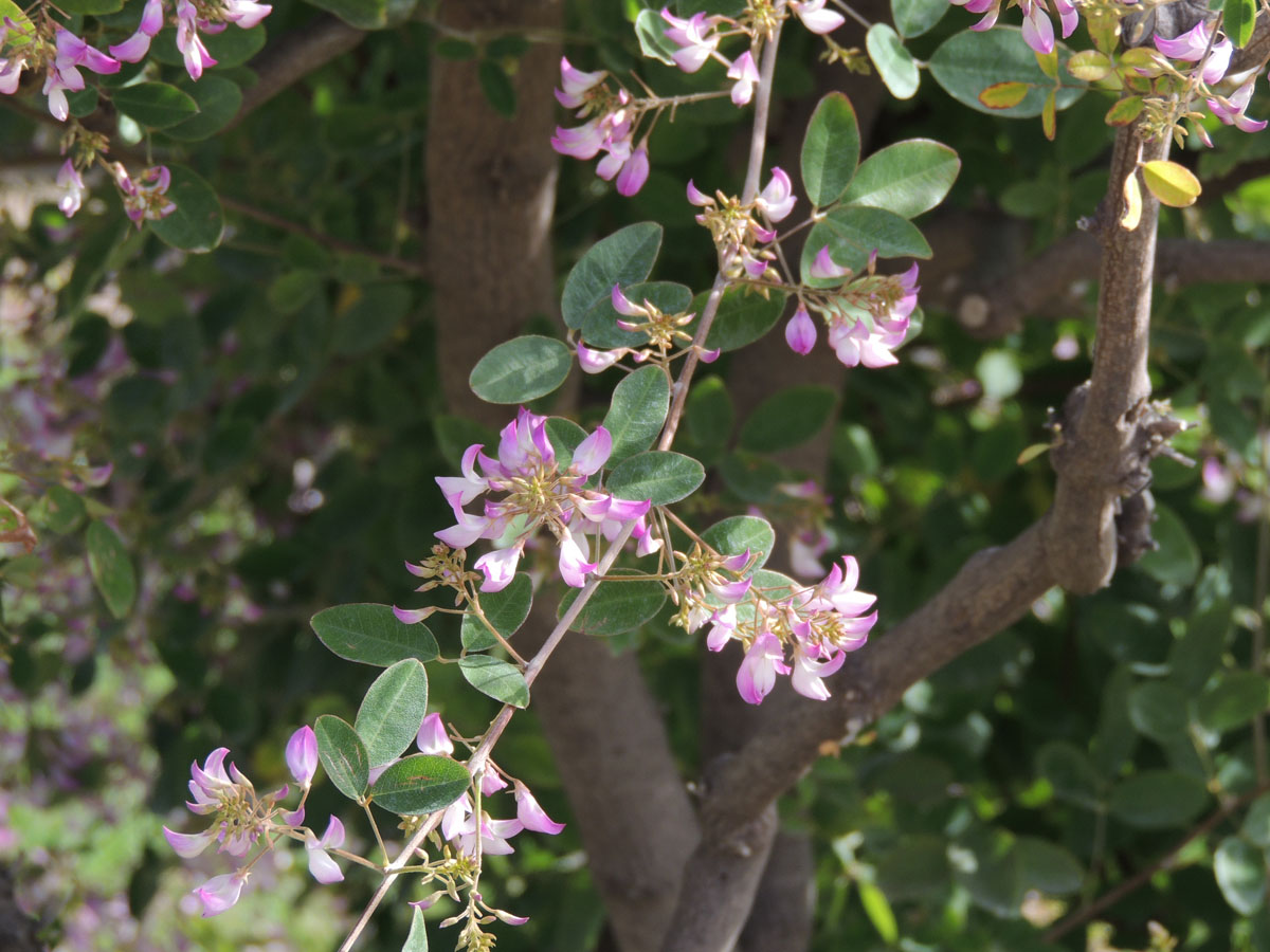 Fabaceae Campylotropis macrocarpa