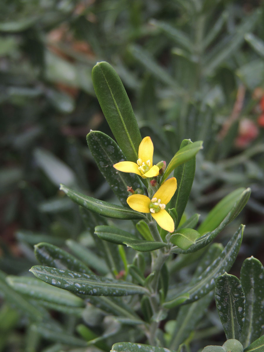 Rutaceae Cneorum tricoccon