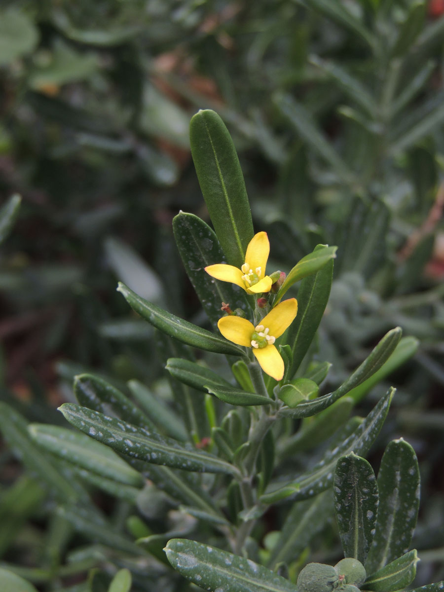 Rutaceae Cneorum tricoccon