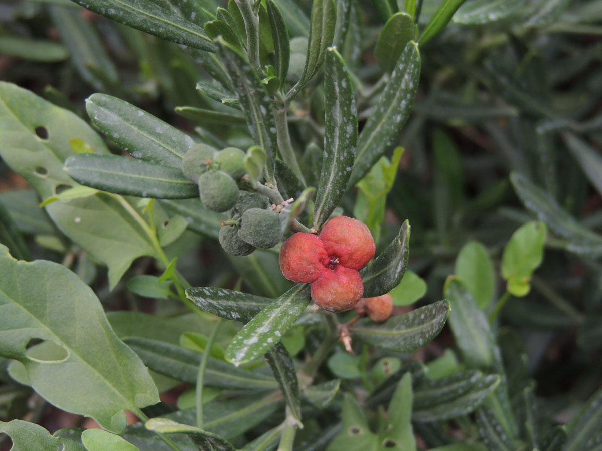 Rutaceae Cneorum tricoccon