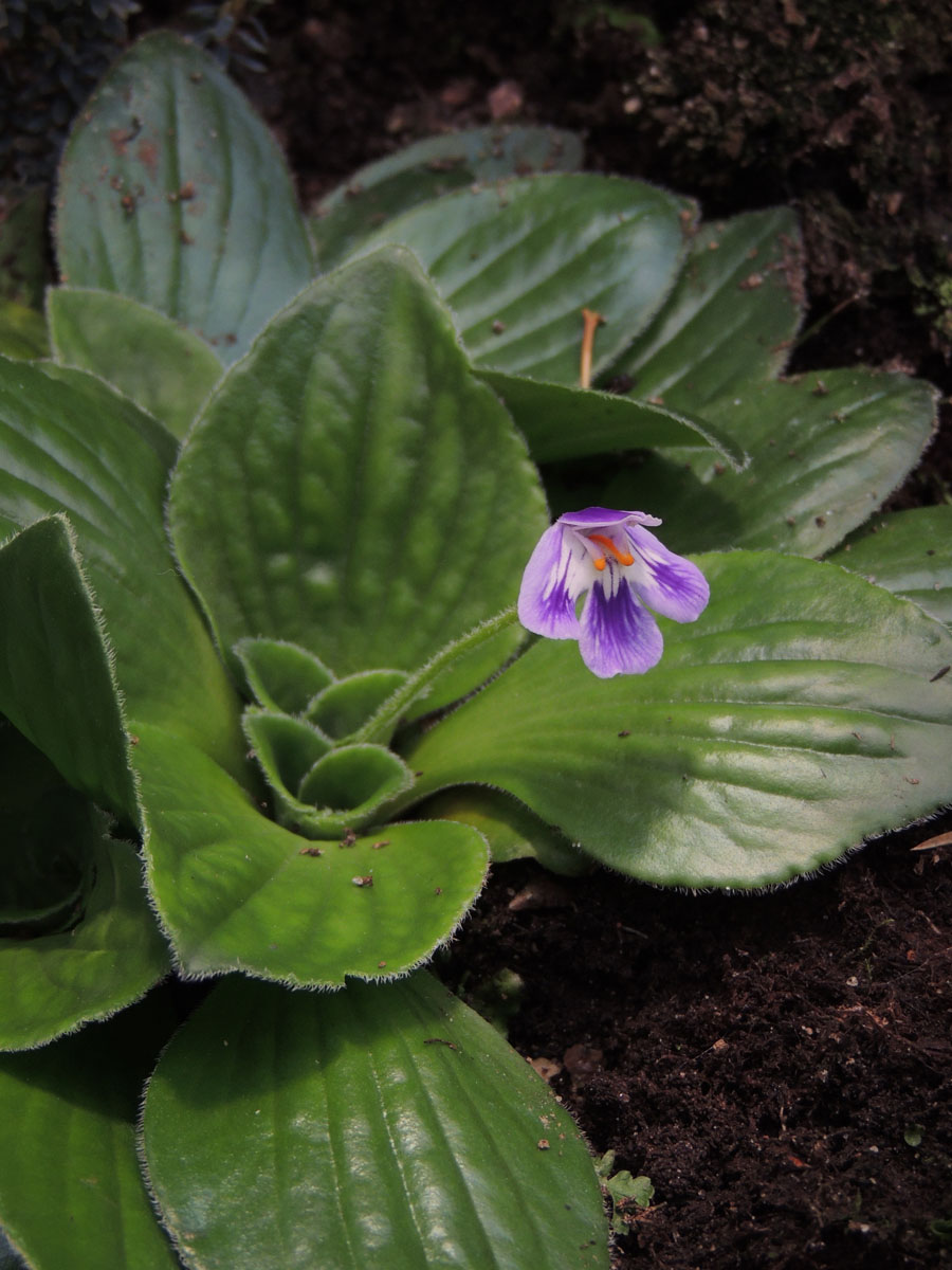Scrophulariaceae Craterostigma pumilum