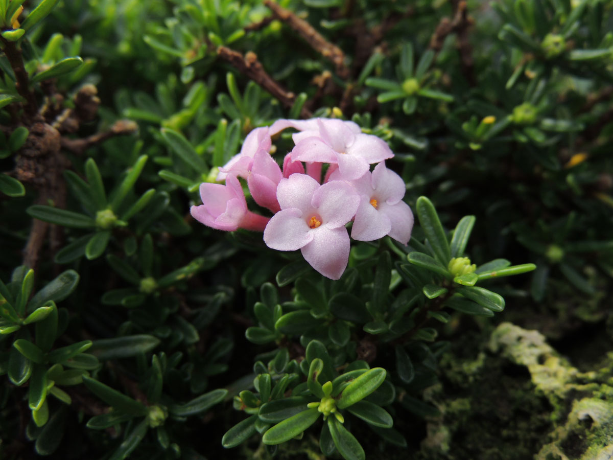 Thymelaeaceae Daphne petraea