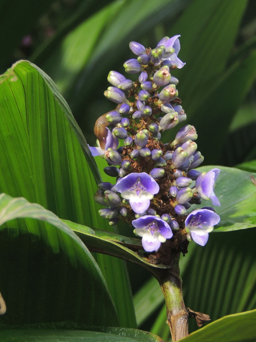 Commelinaceae Dichorisandra reginae