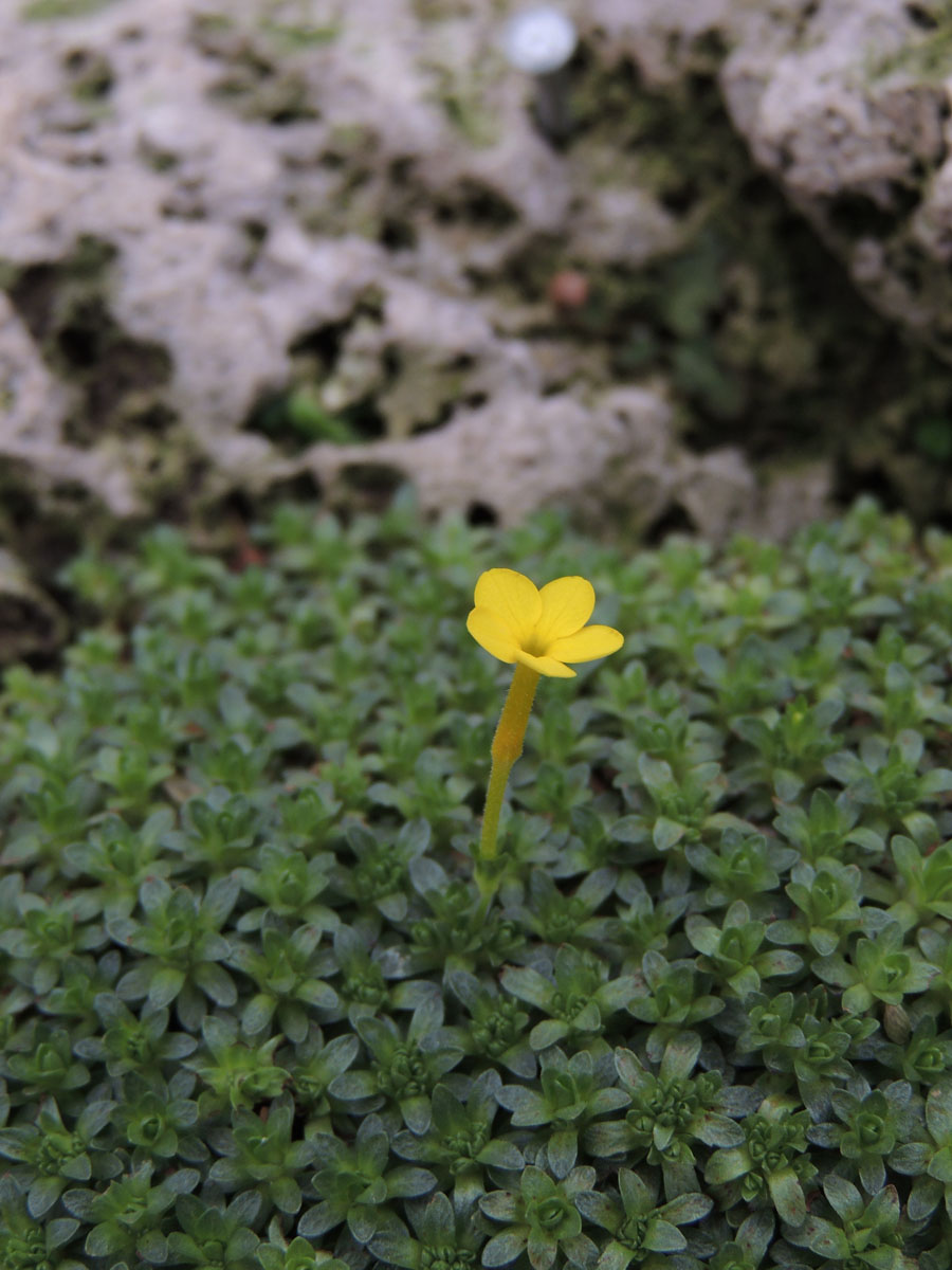 Primulaceae Dionysia iranica