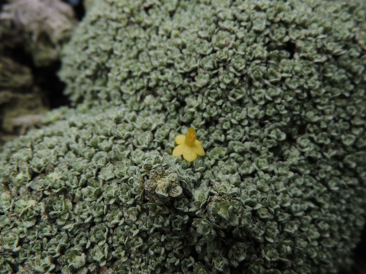 Primulaceae Dionysia tapetodes