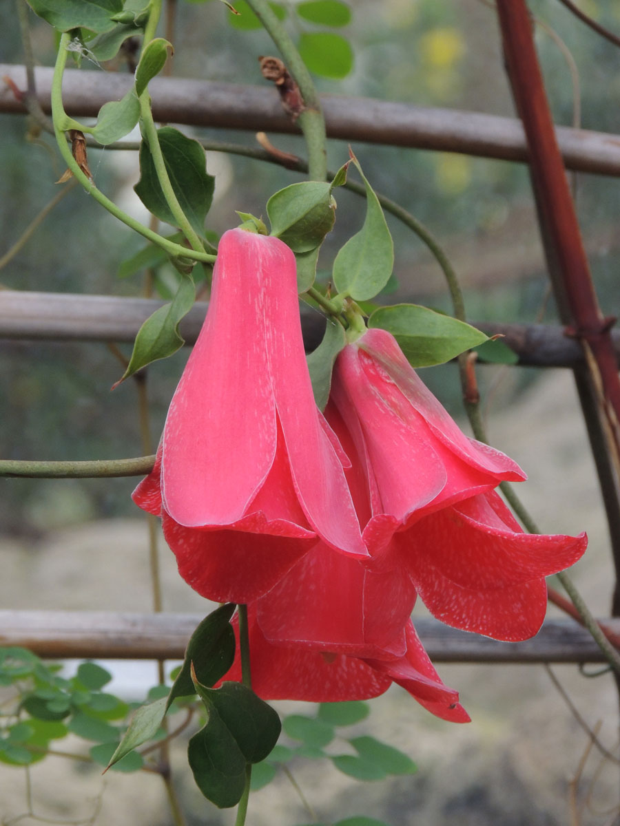 Philesiaceae Lapageria rosea