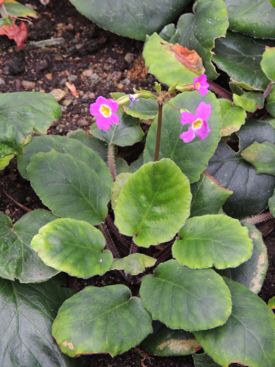 Primulaceae Primula megaseifolia