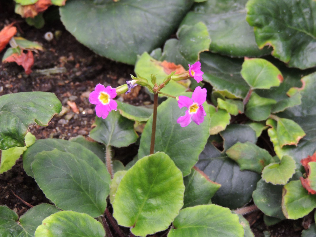 Primulaceae Primula megaseifolia