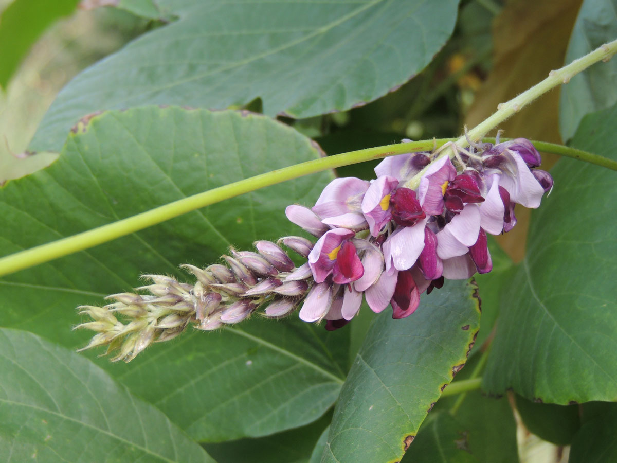 Fabaceae Pueraria montana