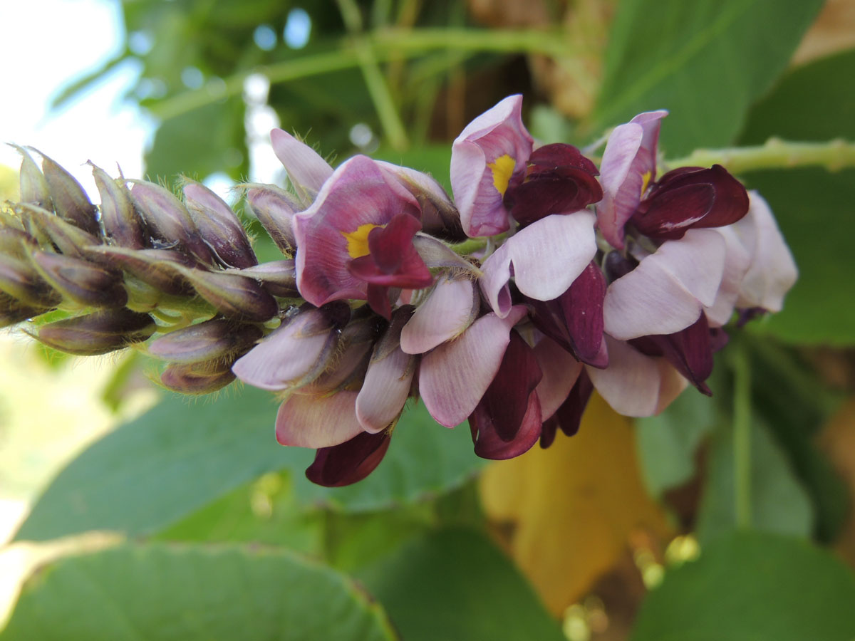 Fabaceae Pueraria montana