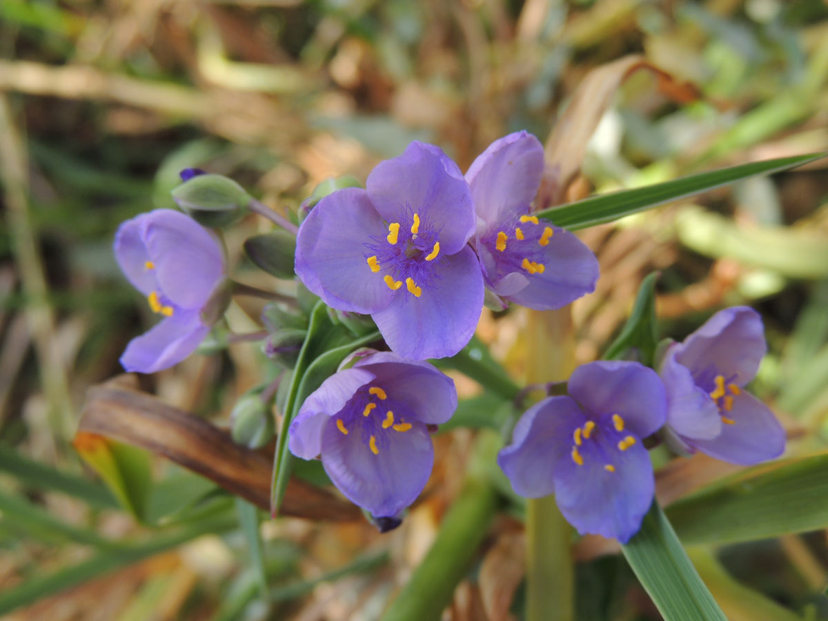 Commelinaceae Tradescantia ohiensis
