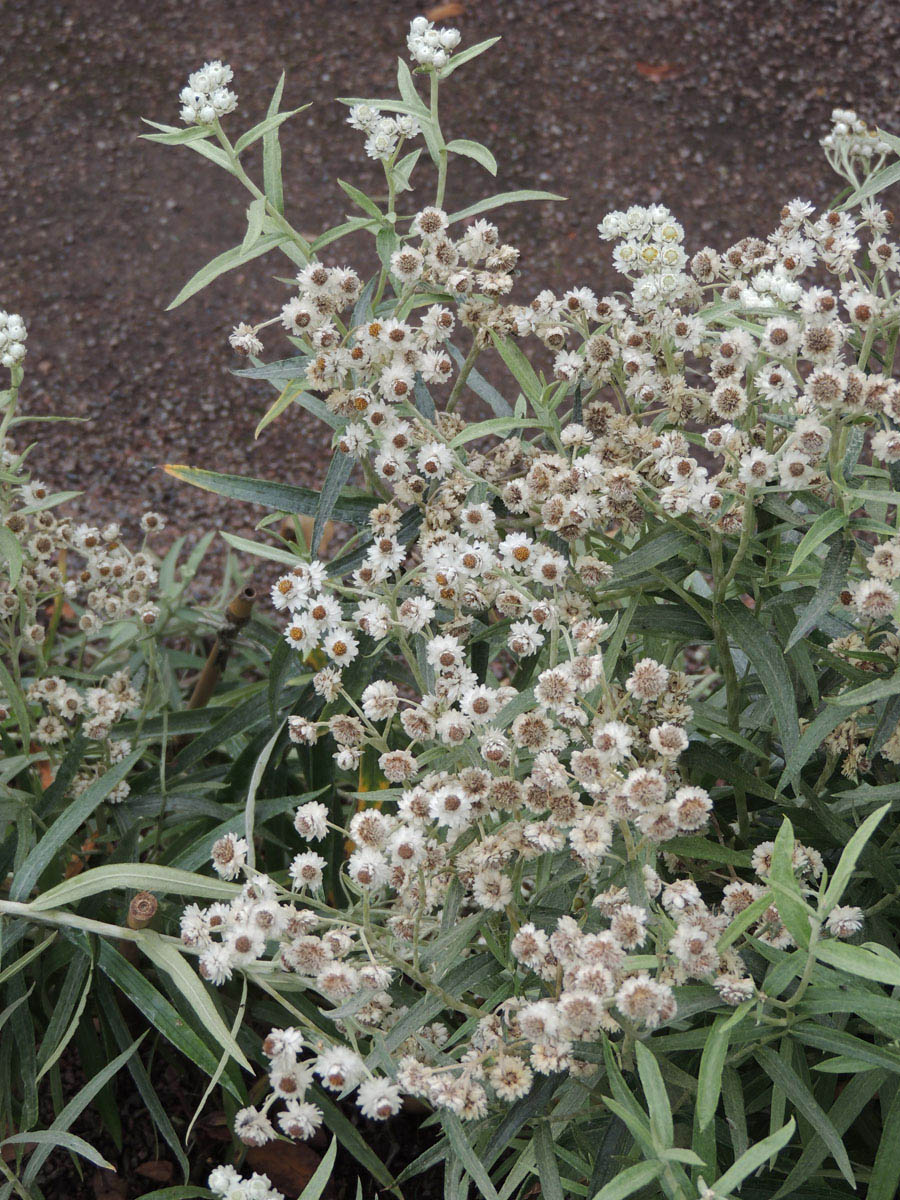 Asteraceae Anaphalis margaritacea