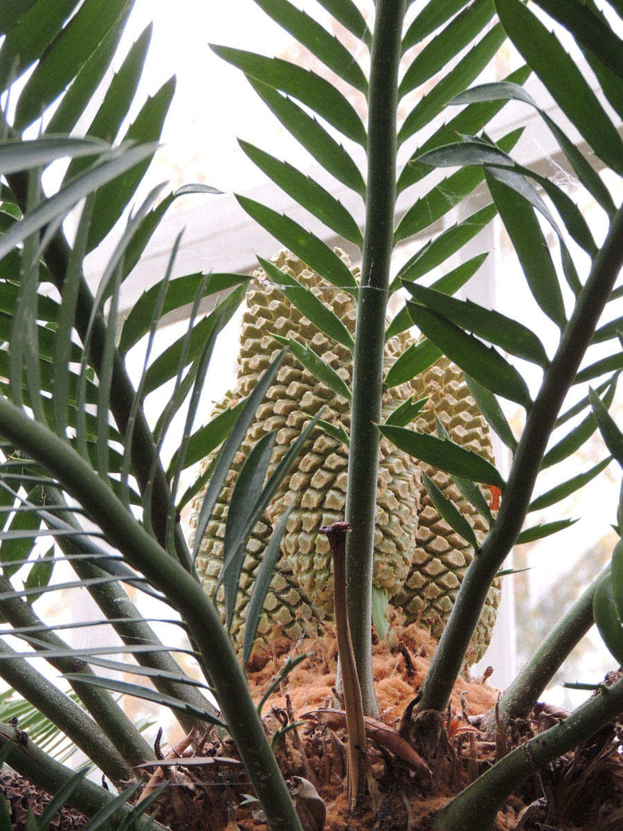 Zamiaceae Encephalartos altensteinii