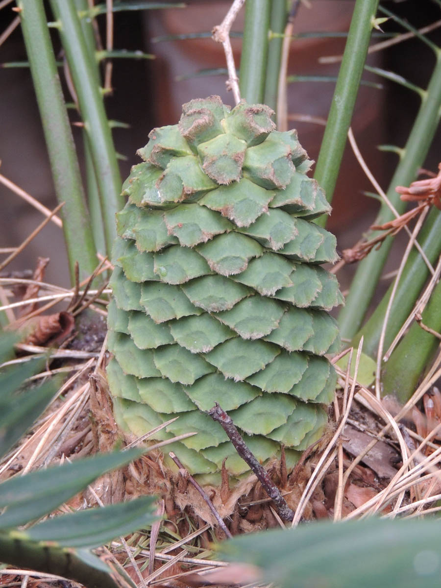 Zamiaceae Encephalartos lebomboensis