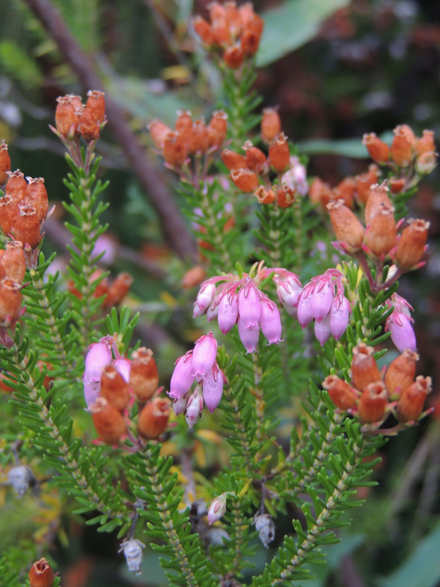 Ericaceae Erica terminalis