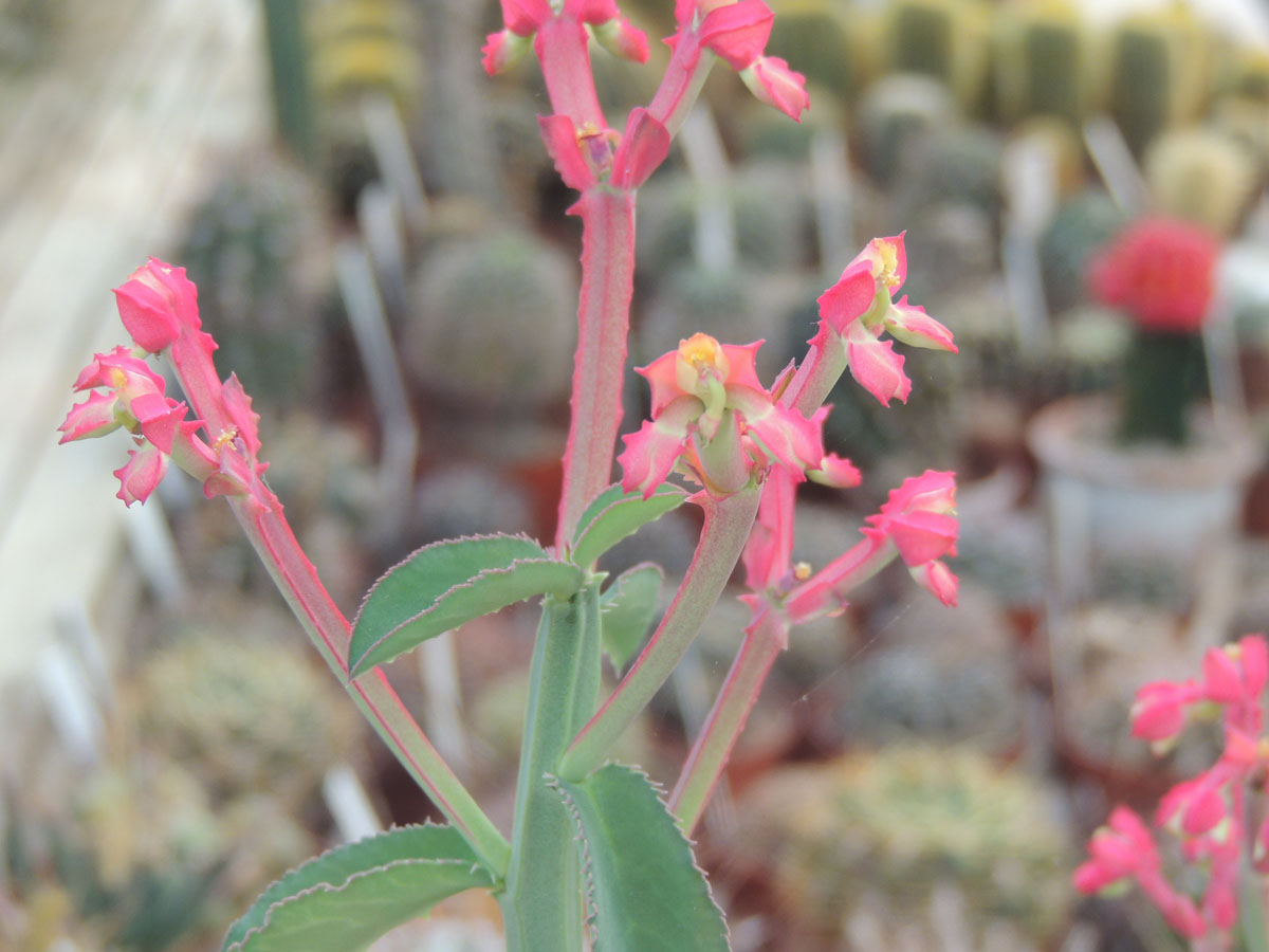 Euphorbiaceae Euphorbia neococcinea