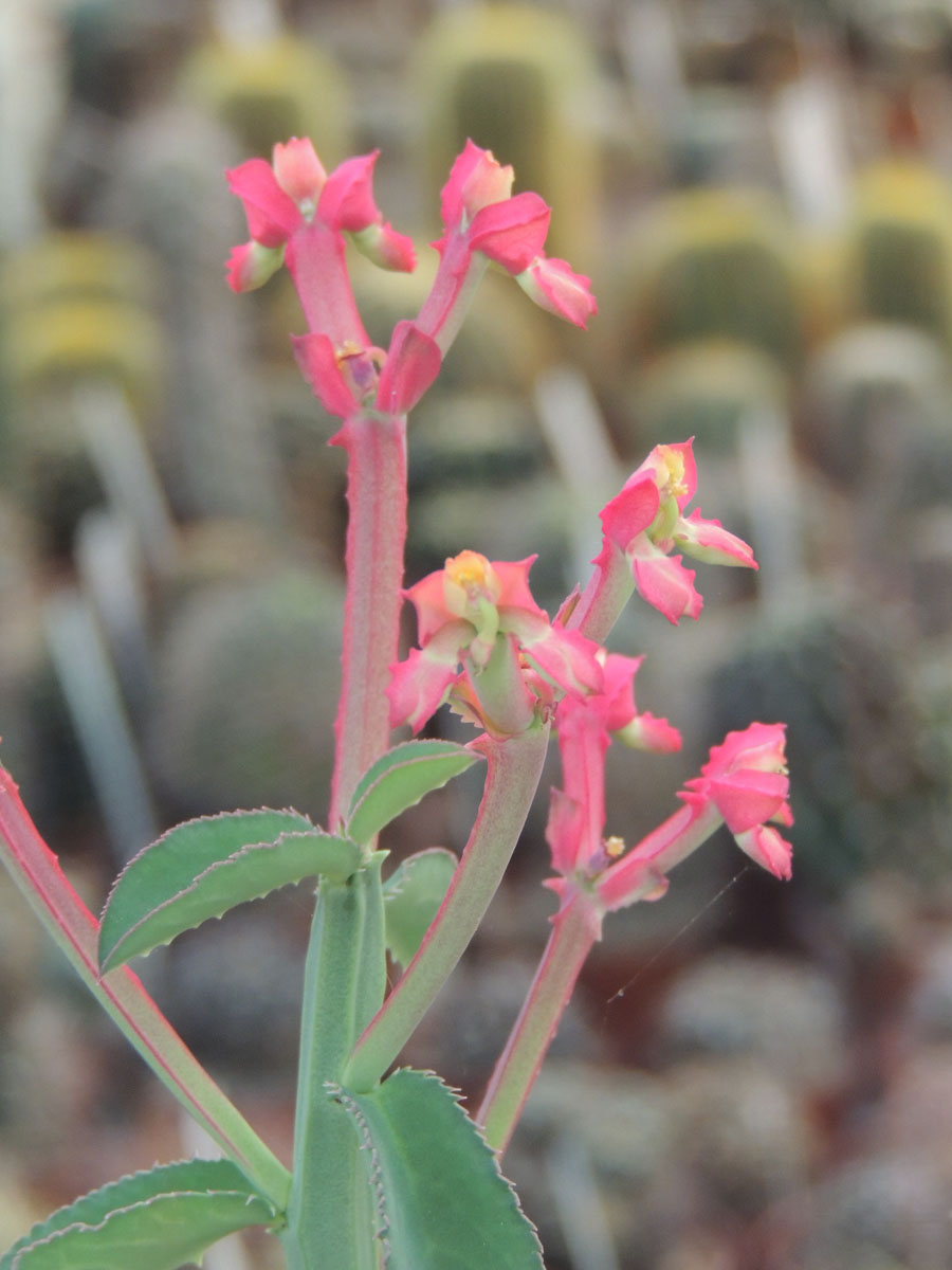 Euphorbiaceae Euphorbia neococcinea