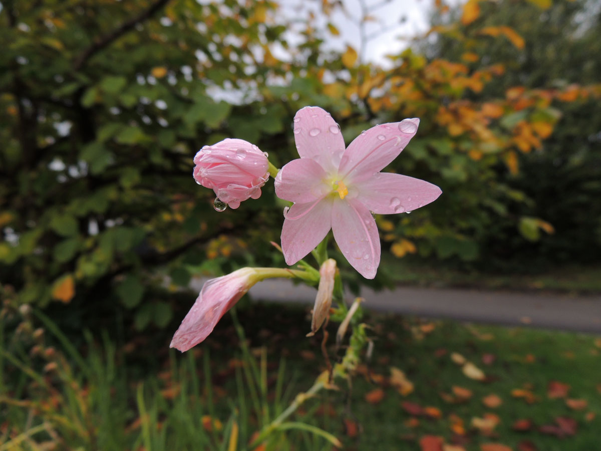 Iridaceae Hesperantha coccinea