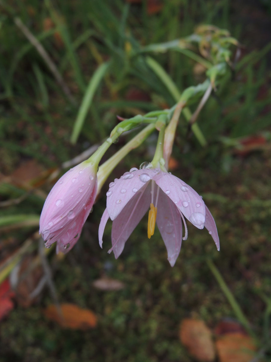 Iridaceae Hesperantha coccinea