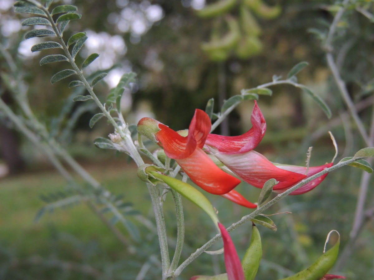 Fabaceae Lessertia frutescens