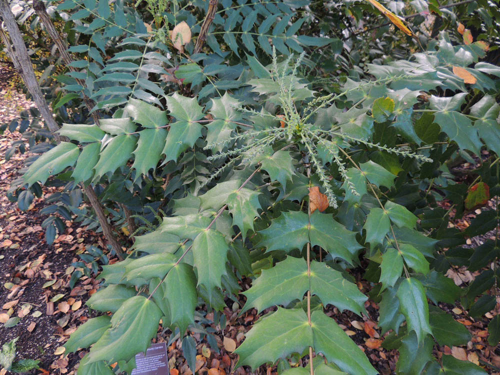 Berberidaceae Berberis bealei