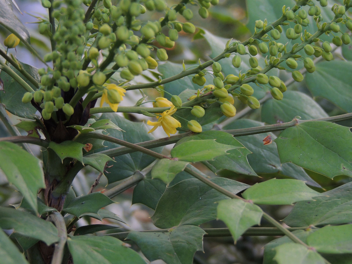 Berberidaceae Berberis bealei