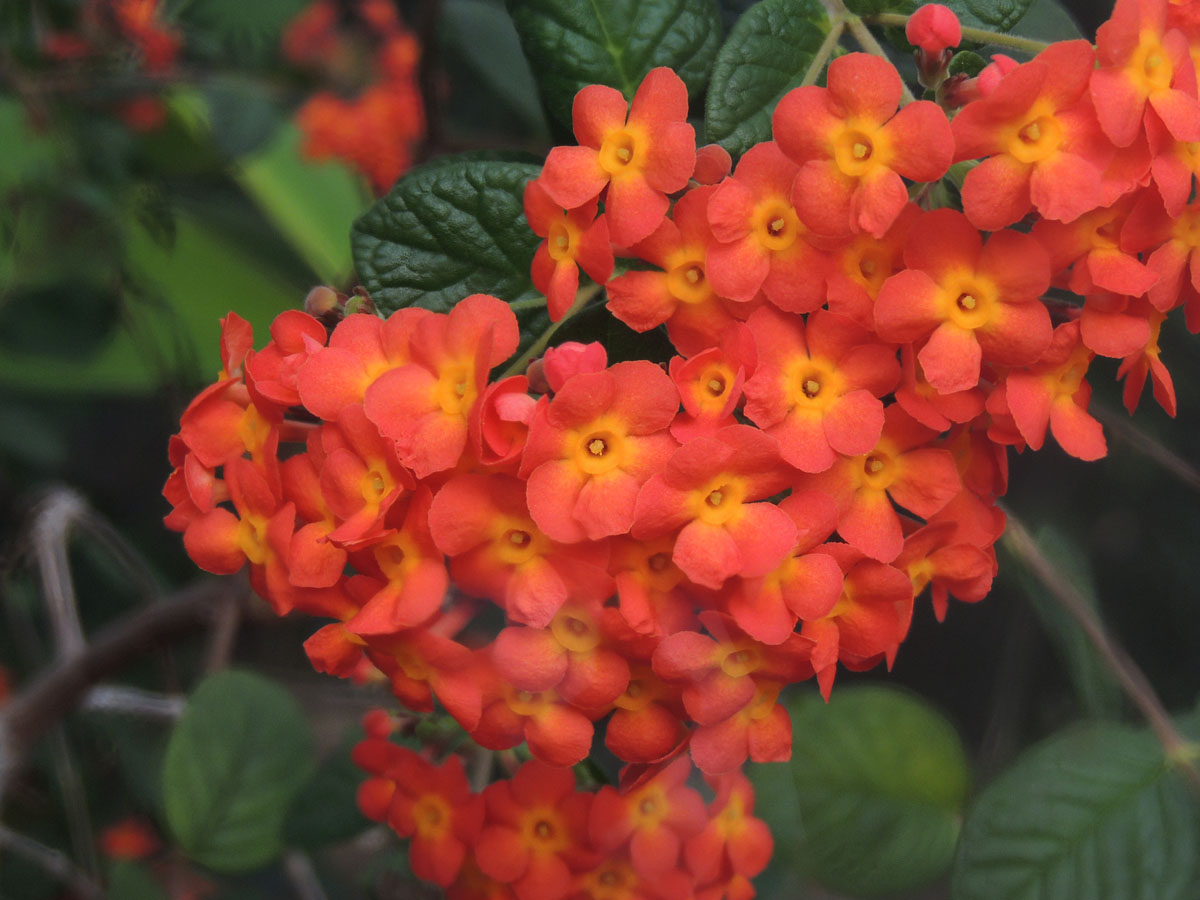 Rubiaceae Rondeletia 