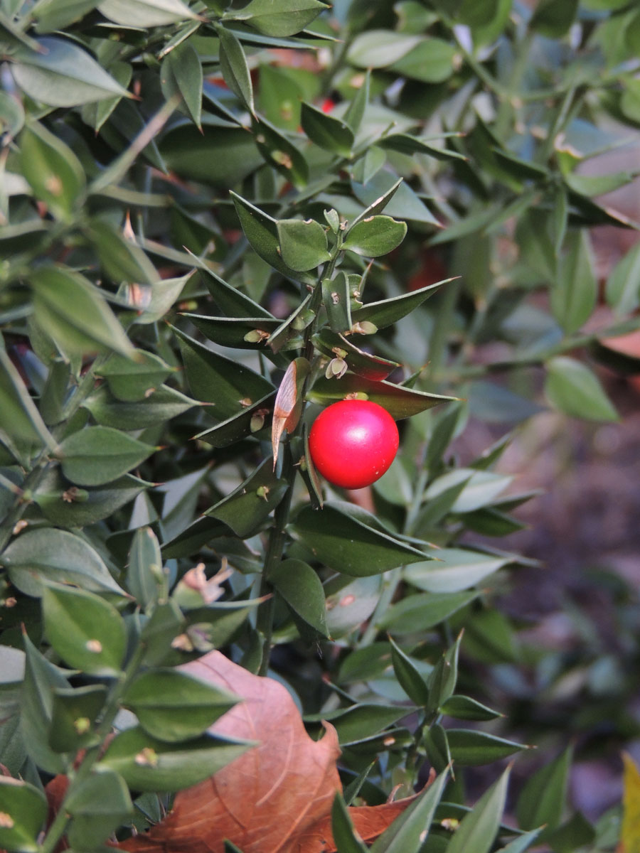 Asparagaceae Ruscus aculeatus